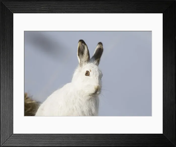 Framed Print : Mountain Hare portrait 04, S-E Arndt Framed Print : Mountain Hare portrait 04, S-E Arndt