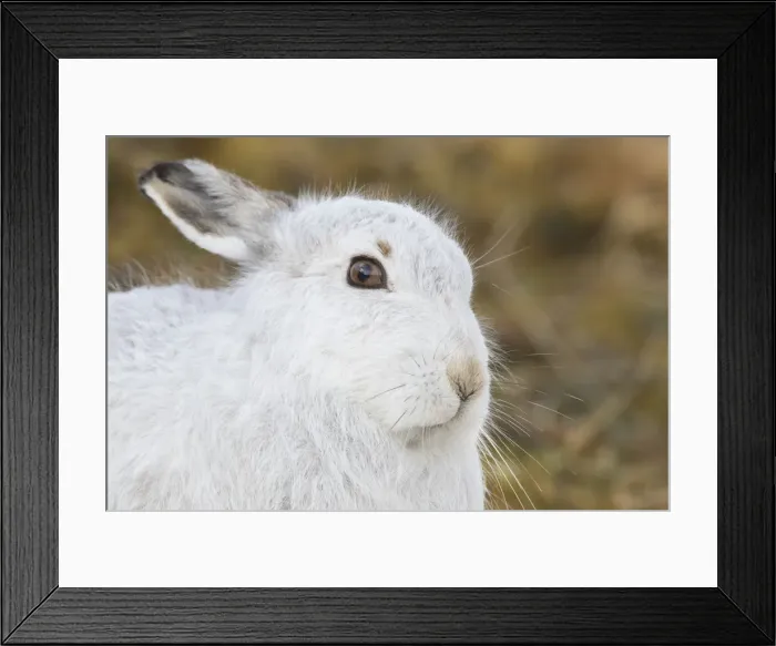 Framed Print : Mountain Hare portrait 05, S-E Arndt Framed Print : Mountain Hare portrait 05, S-E Arndt
