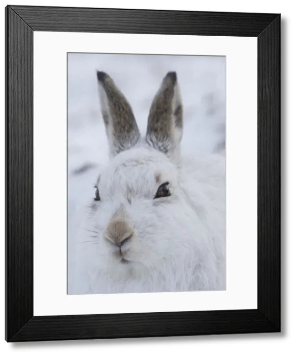 Framed Print : Mountain Hare portrait 11, S-E Arndt Framed Print : Mountain Hare portrait 11, S-E Arndt
