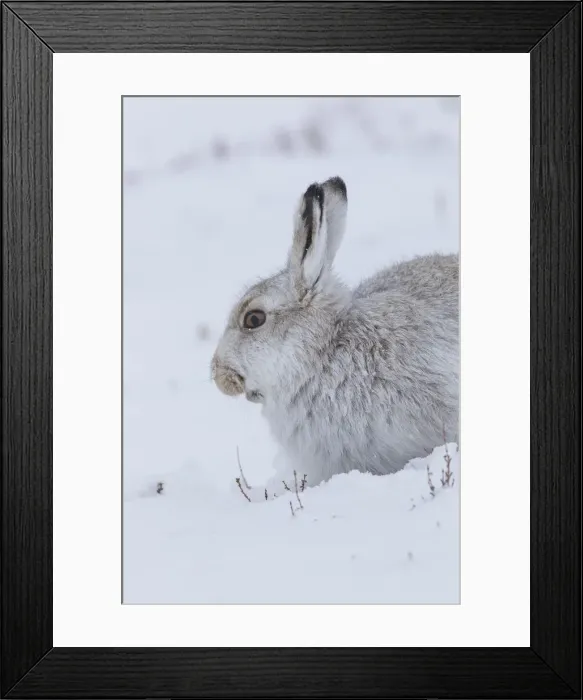 Framed Print : Mountain Hare portrait 18, S-E Arndt Framed Print : Mountain Hare portrait 18, S-E Arndt