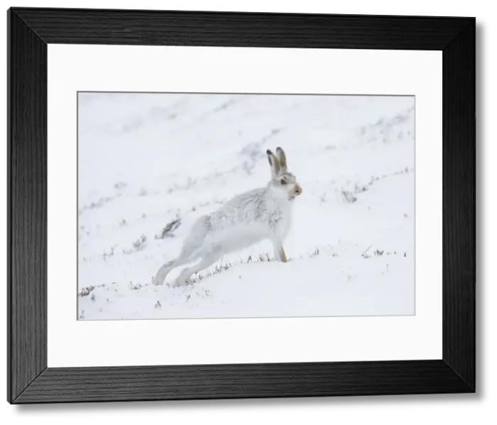 Framed Print : Mountain Hare streching 06, S-E Arndt Framed Print : Mountain Hare streching 06, S-E Arndt
