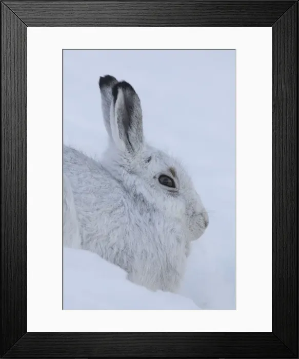 Framed Print : Mountain Hare portrait 20, S-E Arndt Framed Print : Mountain Hare portrait 20, S-E Arndt