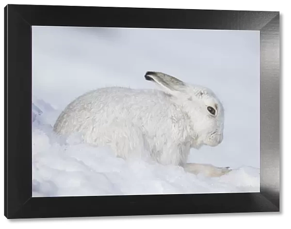 Mountain Hare winter 001, S-E Arndt