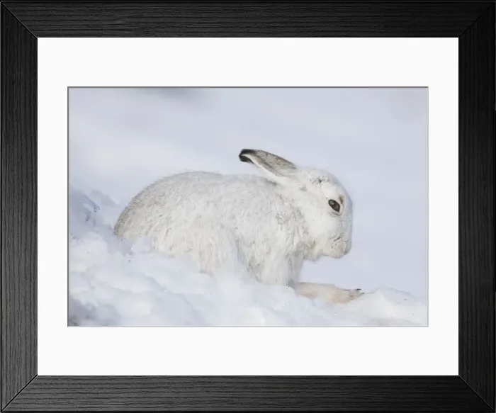Framed Print : Mountain Hare winter 001, S-E Arndt Framed Print : Mountain Hare winter 001, S-E Arndt