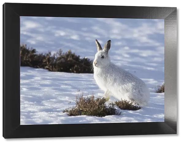 Mountain Hare winter 037, S-E Arndt