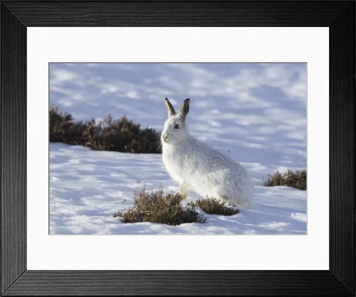 Framed Print : Mountain Hare winter 037, S-E Arndt Framed Print : Mountain Hare winter 037, S-E Arndt