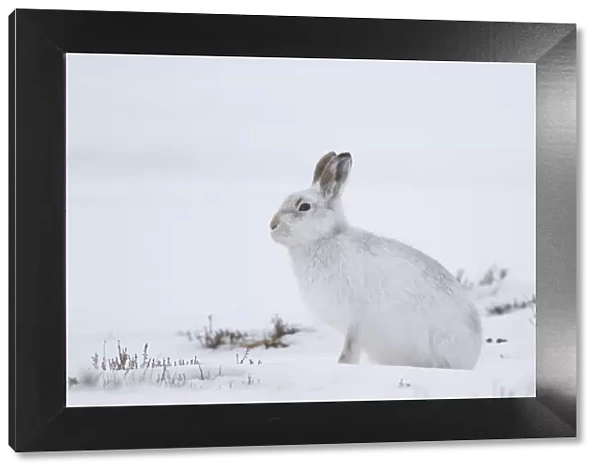 Mountain Hare winter 016, S-E Arndt