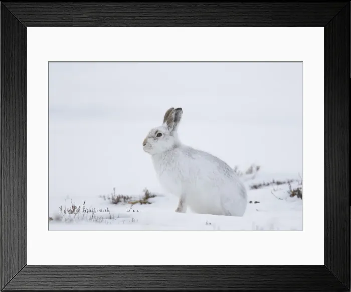 Framed Print : Mountain Hare winter 016, S-E Arndt Framed Print : Mountain Hare winter 016, S-E Arndt