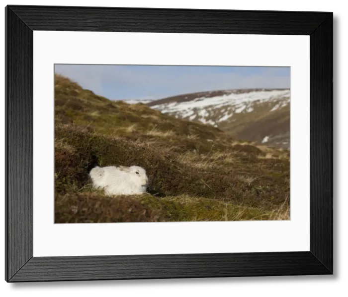 Framed Print : Mountain Hare winter 071, S-E Arndt Framed Print : Mountain Hare winter 071, S-E Arndt