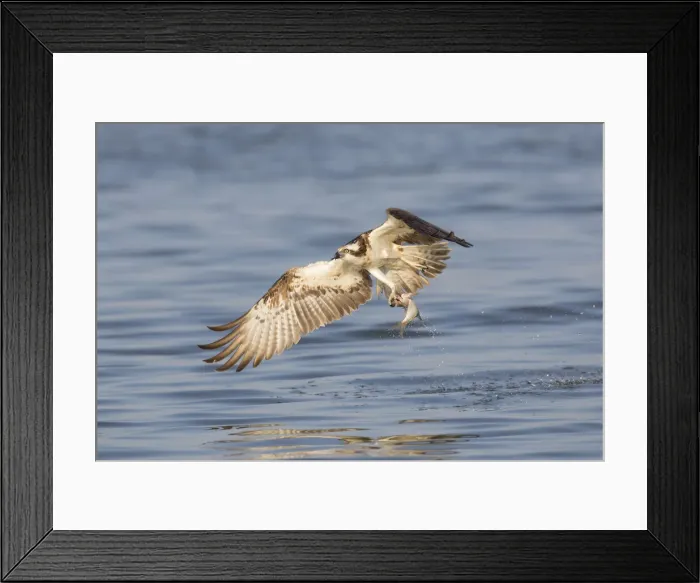 Framed Print : Osprey fish 19, S-E Arndt Framed Print : Osprey fish 19, S-E Arndt