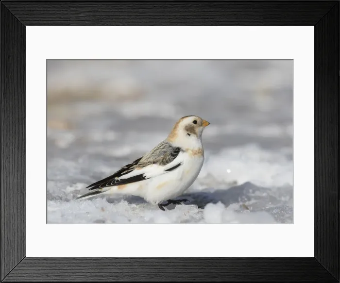 Framed Print : Snow Bunting 12, S-E Arndt Framed Print : Snow Bunting 12, S-E Arndt