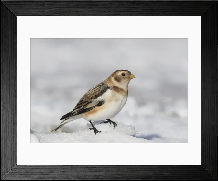 Framed Print : Snow Bunting 14, S-E Arndt