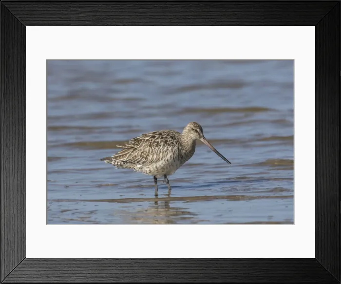 Framed Print : Bar-tailed Godwit female 01 Framed Print : Bar-tailed Godwit female 01