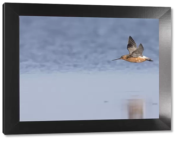 Bar-tailed Godwit male flight 02