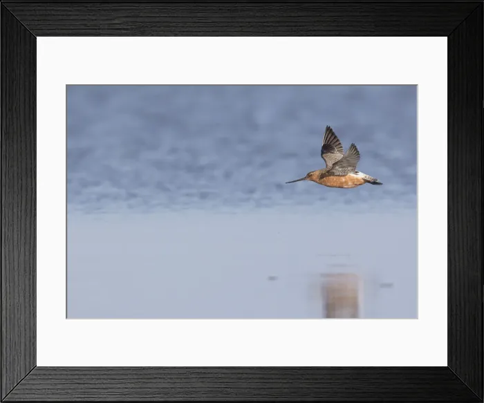 Framed Print : Bar-tailed Godwit male flight 02 Framed Print : Bar-tailed Godwit male flight 02