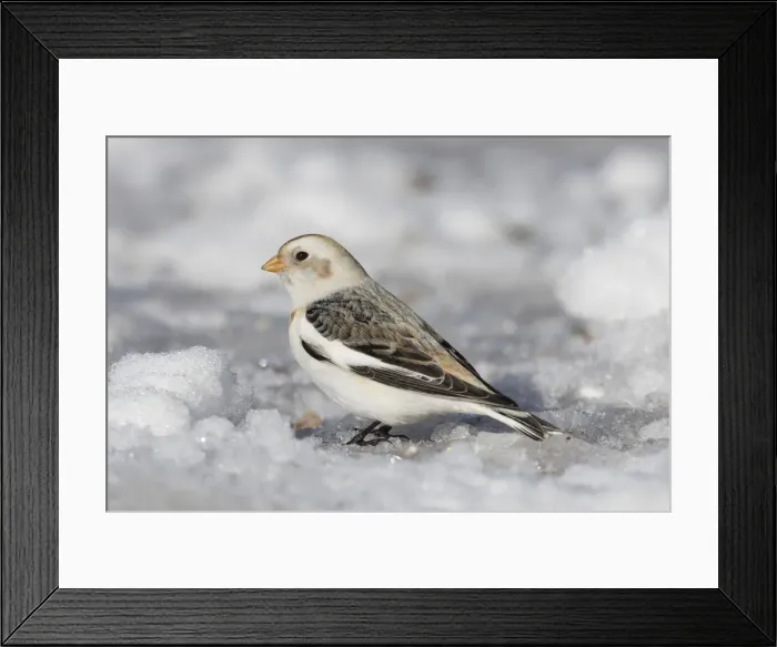 Framed Print : Snow Bunting 16, S-E Arndt Framed Print : Snow Bunting 16, S-E Arndt