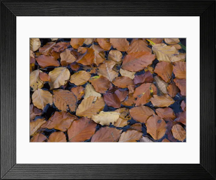 Framed Print : Beech leaf Serrahn 01 Framed Print : Beech leaf Serrahn 01