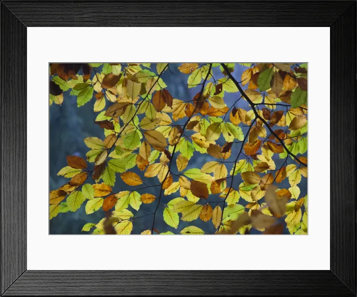 Framed Print : Beech leaf Serrahn 02