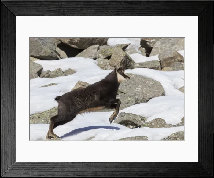 Framed Print : Chamois buck running 14 Framed Print : Chamois buck running 14