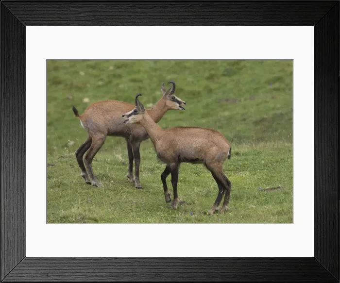 Framed Print : Chamois bucks summer 02 Framed Print : Chamois bucks summer 02