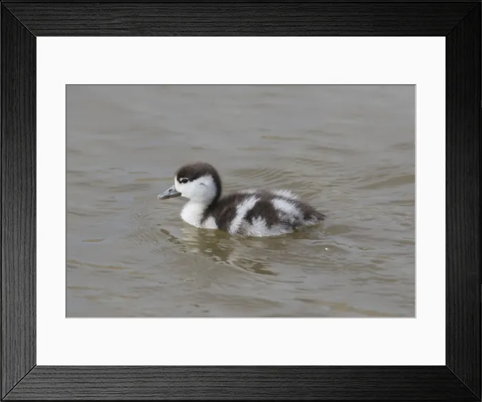 Framed Print : Common Shelduck duckling 07 Framed Print : Common Shelduck duckling 07