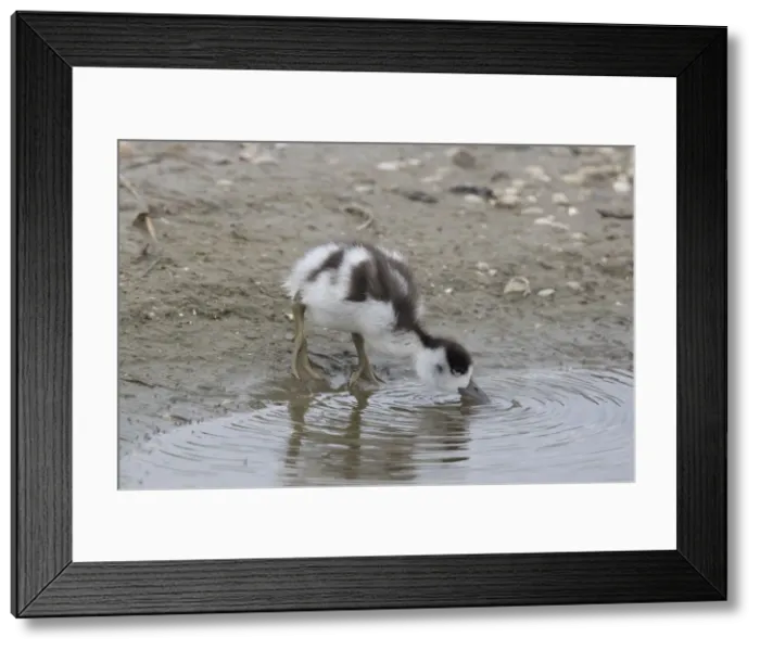 Framed Print : Common Shelduck duckling 09 Framed Print : Common Shelduck duckling 09