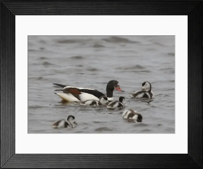 Framed Print : Common Shelduck family 05 Framed Print : Common Shelduck family 05