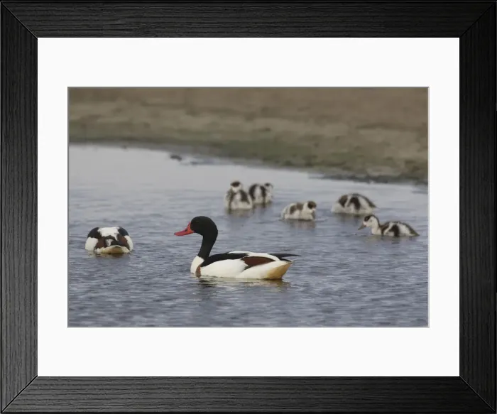 Framed Print : Common Shelduck family 08 Framed Print : Common Shelduck family 08