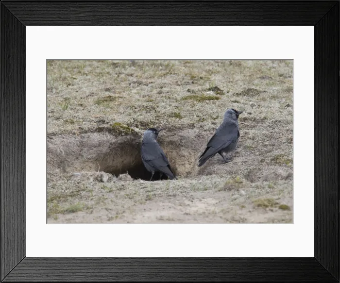 Framed Print : Eurasian Jackdaw burrow 02 Framed Print : Eurasian Jackdaw burrow 02