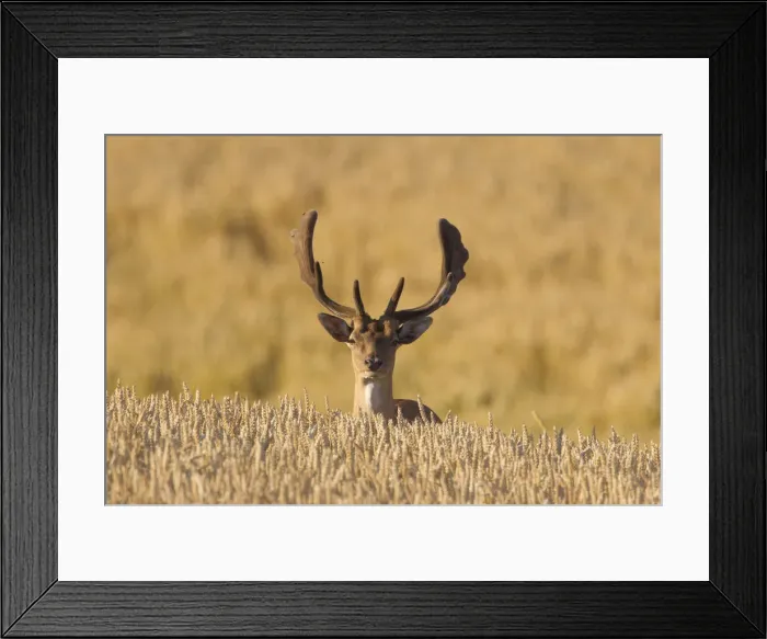 Framed Print : Fallow Deer stag corn field 37 Framed Print : Fallow Deer stag corn field 37