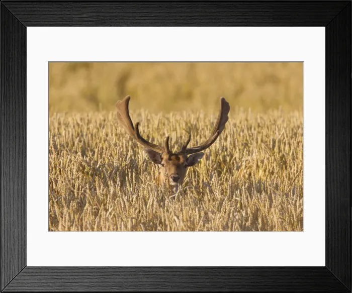 Framed Print : Fallow Deer stag corn field 38