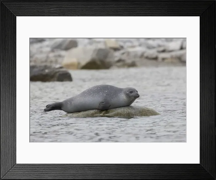 Framed Print : Harbour Seal stone 22 Framed Print : Harbour Seal stone 22