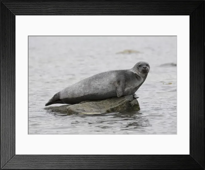 Framed Print : Harbour Seal stone 27 Framed Print : Harbour Seal stone 27
