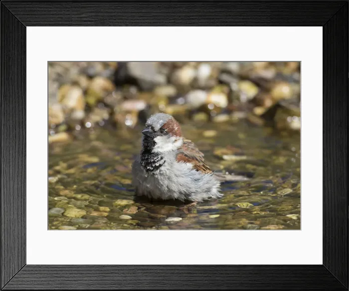 Framed Print : House Sparrow bathing 09 Framed Print : House Sparrow bathing 09