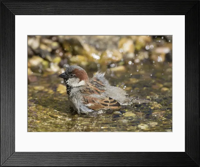 Framed Print : House Sparrow bathing 12 Framed Print : House Sparrow bathing 12