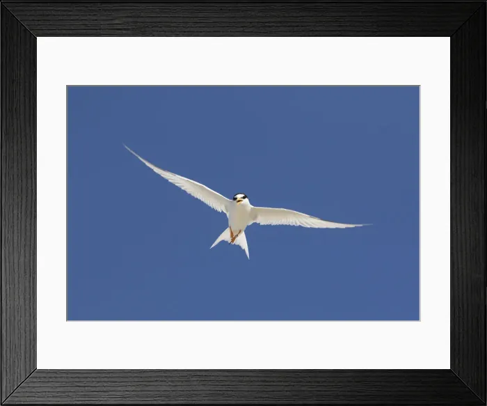 Framed Print : Little Tern flight 02 Framed Print : Little Tern flight 02