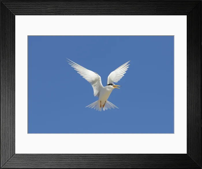 Framed Print : Little Tern flight 07 Framed Print : Little Tern flight 07