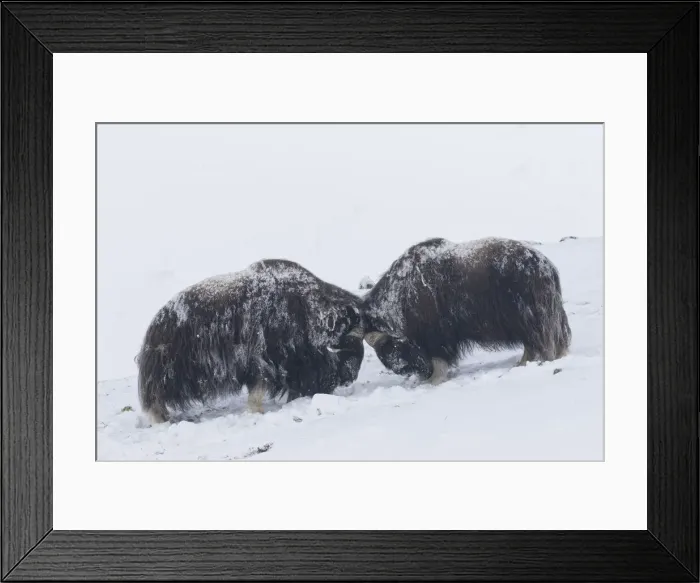 Framed Print : Muskox fight 02 Framed Print : Muskox fight 02