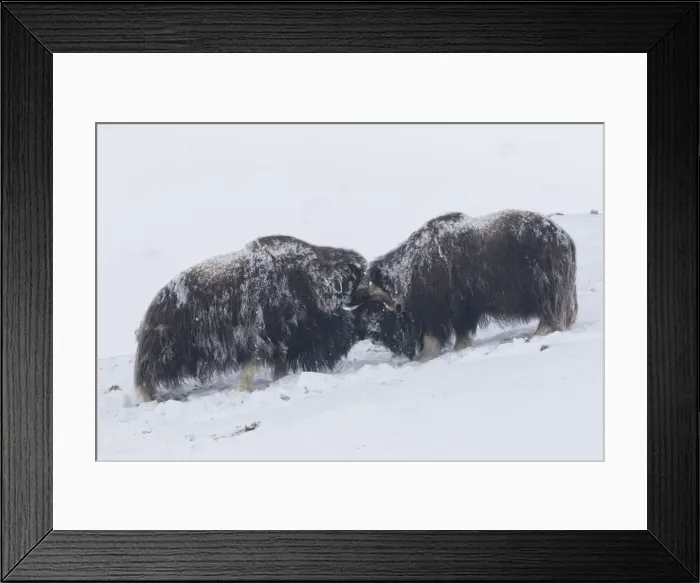 Framed Print : Muskox fight 03