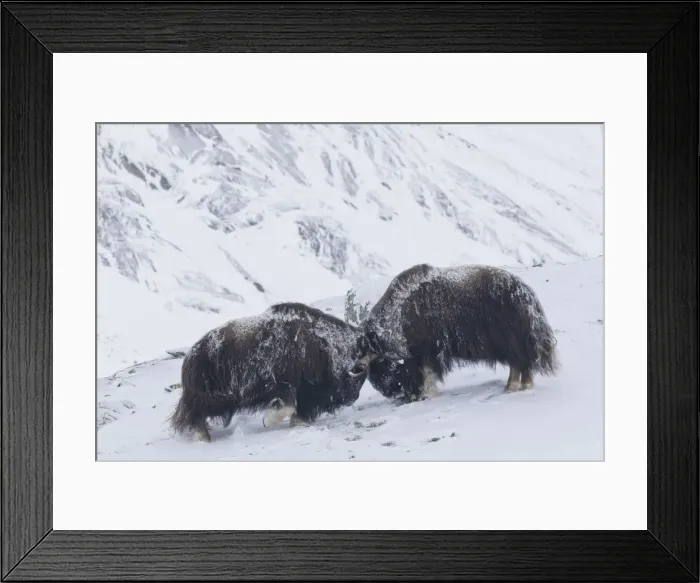 Framed Print : Muskox fight 08 Framed Print : Muskox fight 08
