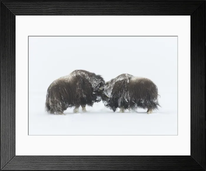 Framed Print : Muskox fight 16