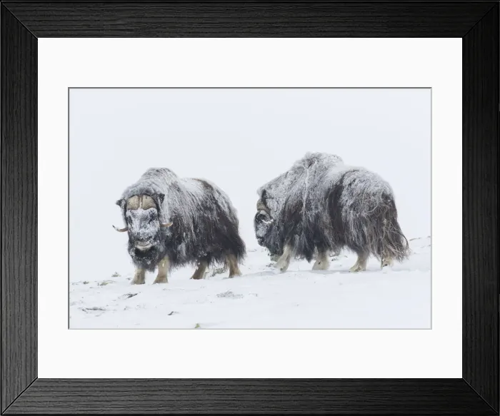 Framed Print : Muskox fight 27 Framed Print : Muskox fight 27