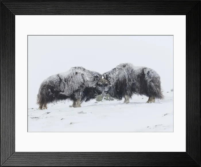 Framed Print : Muskox fight 31