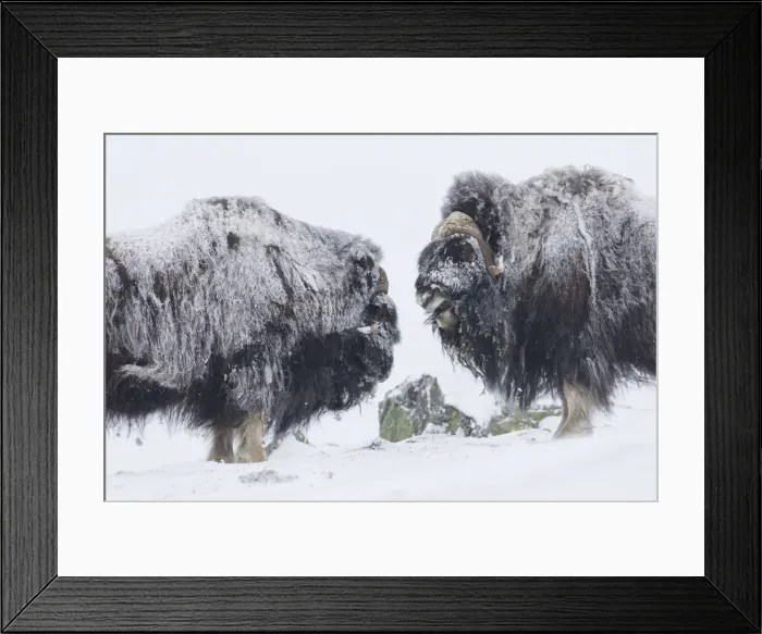 Framed Print : Muskox fight 33 Framed Print : Muskox fight 33