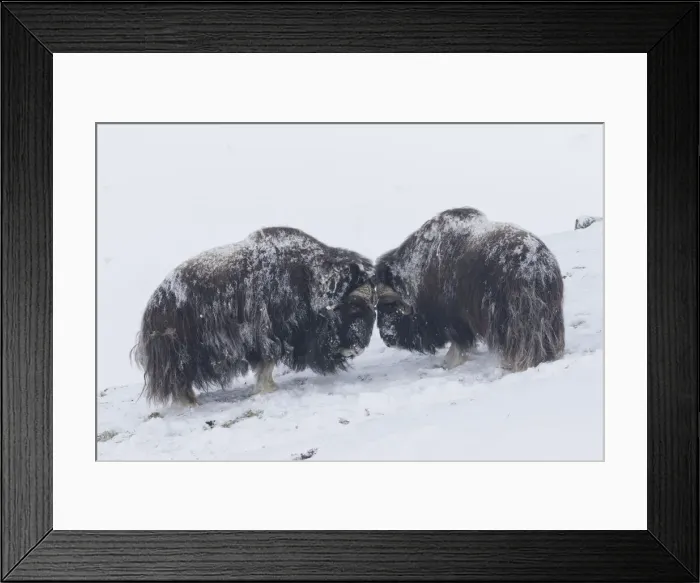 Framed Print : Muskox fight 38 Framed Print : Muskox fight 38