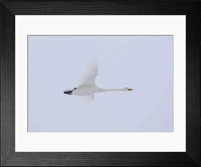 Framed Print : Whooper Swan flight 08 Framed Print : Whooper Swan flight 08