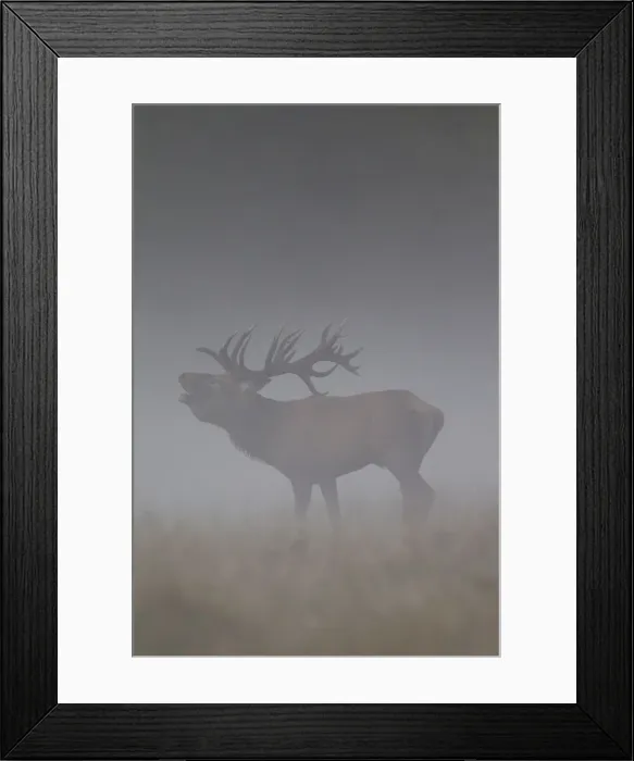 Framed Print : Red Deer stag fog 36
