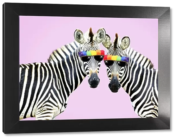 Burchell's Zebra, wearing rainbow coloured sunglasses on pink background