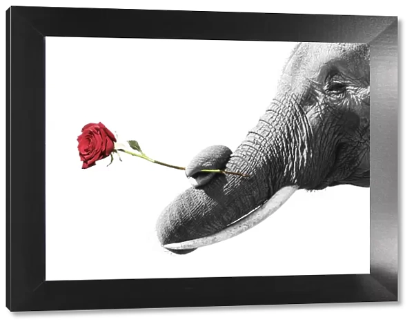 FL-3316. African Elephant - bull with twisted trunk holding single red rose Date