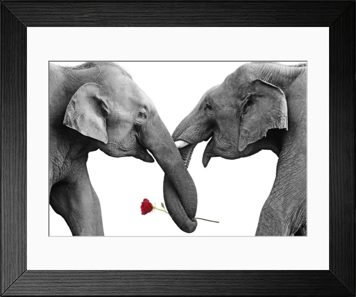 Framed Print : JR-957. Indian / Asian Elephants holding single red rose Corbett National Park, India Framed Print : JR-957. Indian / Asian Elephants holding single red rose Corbett National Park, India